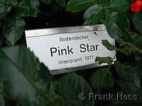 Rose Pink Star