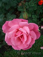 Rose Primaballerina