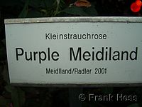 Rose Purple Meidiland