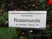 Rose Rosamunde