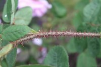 Rose Rosa Centifolia Muscosa