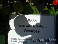 Rose Rose von Oldenburg