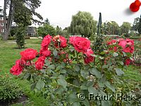 Rose Rote Woge