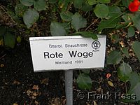 Rose Rote Woge