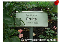 Rose Fruite