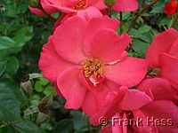 Rose Schleswig