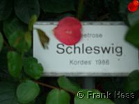 Rose Schleswig