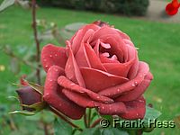 Rose Terracotta