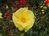 Rose Yellow Fleurette