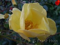 Rose Yellow Fleurette