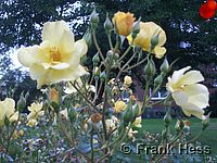 Rose Yellow Fleurette