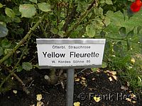 Rose Yellow Fleurette