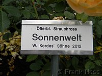 Rose Sonnenwelt