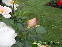 Rose Vogelpark Waldsrode