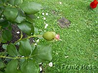 Rose Vogelpark Waldsrode