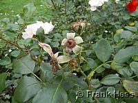 Rose Vogelpark Waldsrode