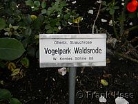 Rose Vogelpark Waldsrode