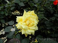 Rose Goldener Sommer 83