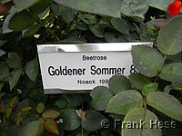 Rose Goldener Sommer 83