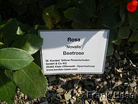 Rose Ondella