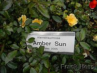 Rose Amber Sun