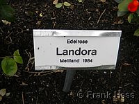 Rose Landora