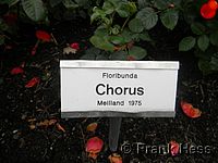 Rose Chorus