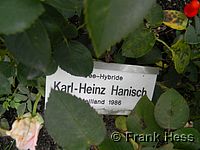 Rose Karl Heinz Hanisch